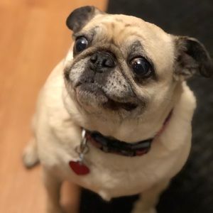 Meet your Posher, Laura